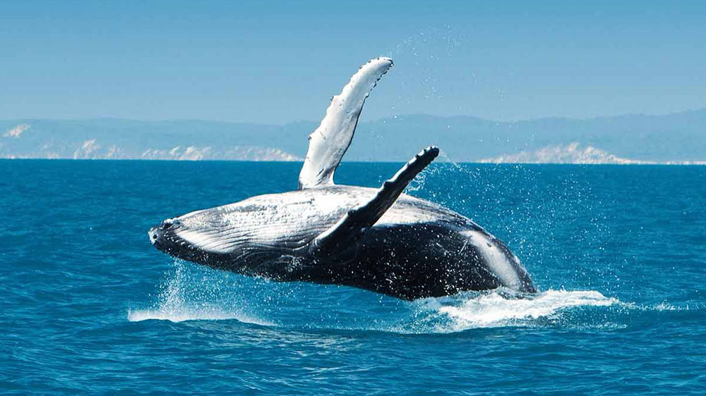 baleines sydney hervey bay