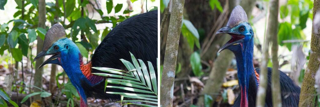 Observer les casoars à Mission Beach