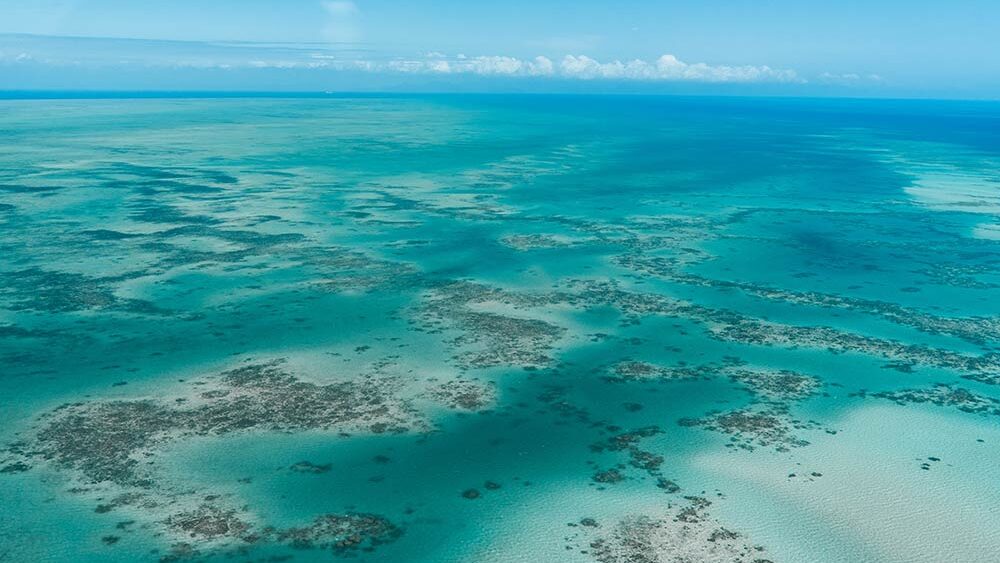 Grande barrière de corail cairns Australie