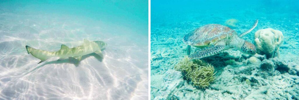 Requin citron et tortue lors de l'excursion en bateau à whitehaven beach