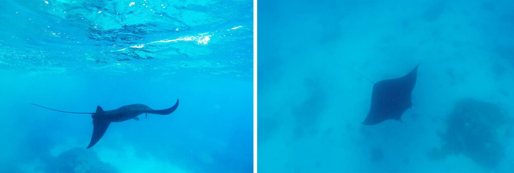 Nager avec les raies manta de Lady Elliot Island