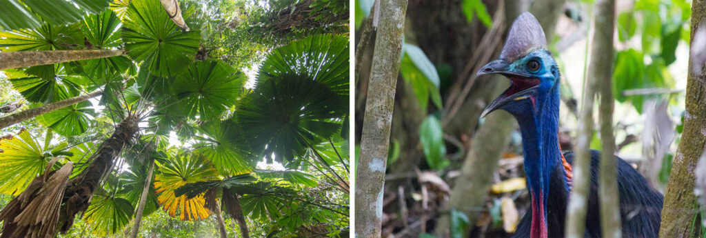 daintree Cape Tribulation