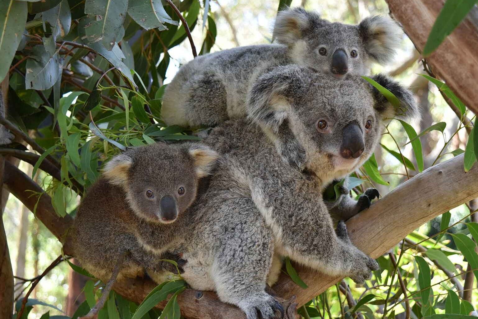 visiter kuranda parcs animaliers