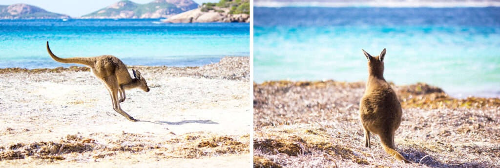lucky bay plage kangourous