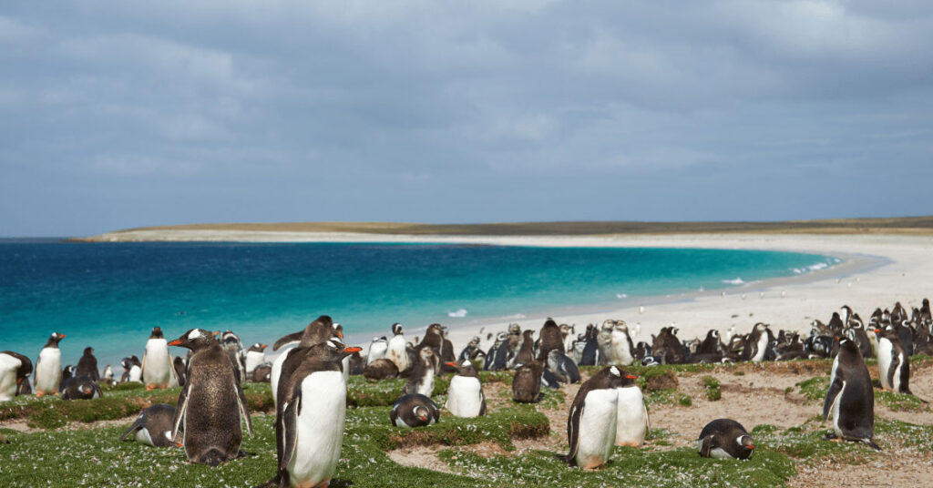 penguin island guide perth bon plan