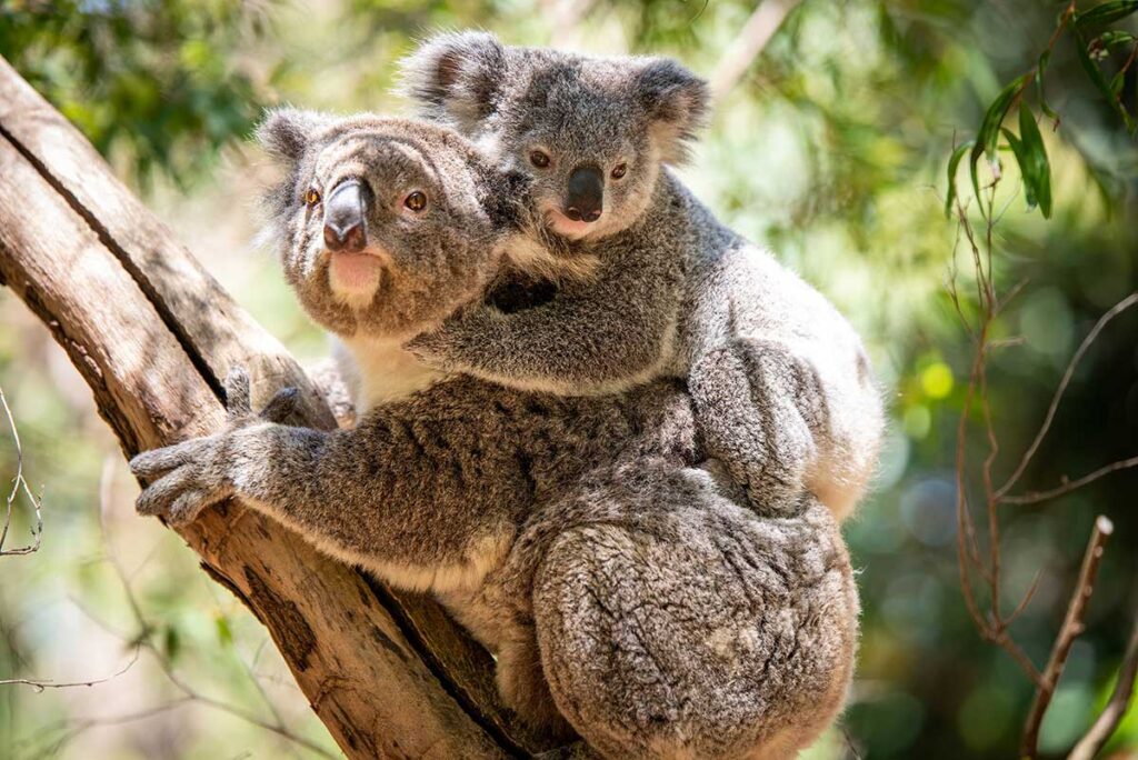 zoo guide perth bon plan