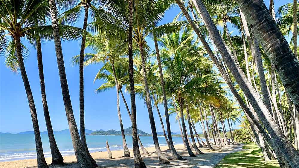 cairns palm cove